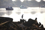 8th Aug 2015 - Heron on a Wreck