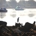 Heron on a Wreck by davemockford