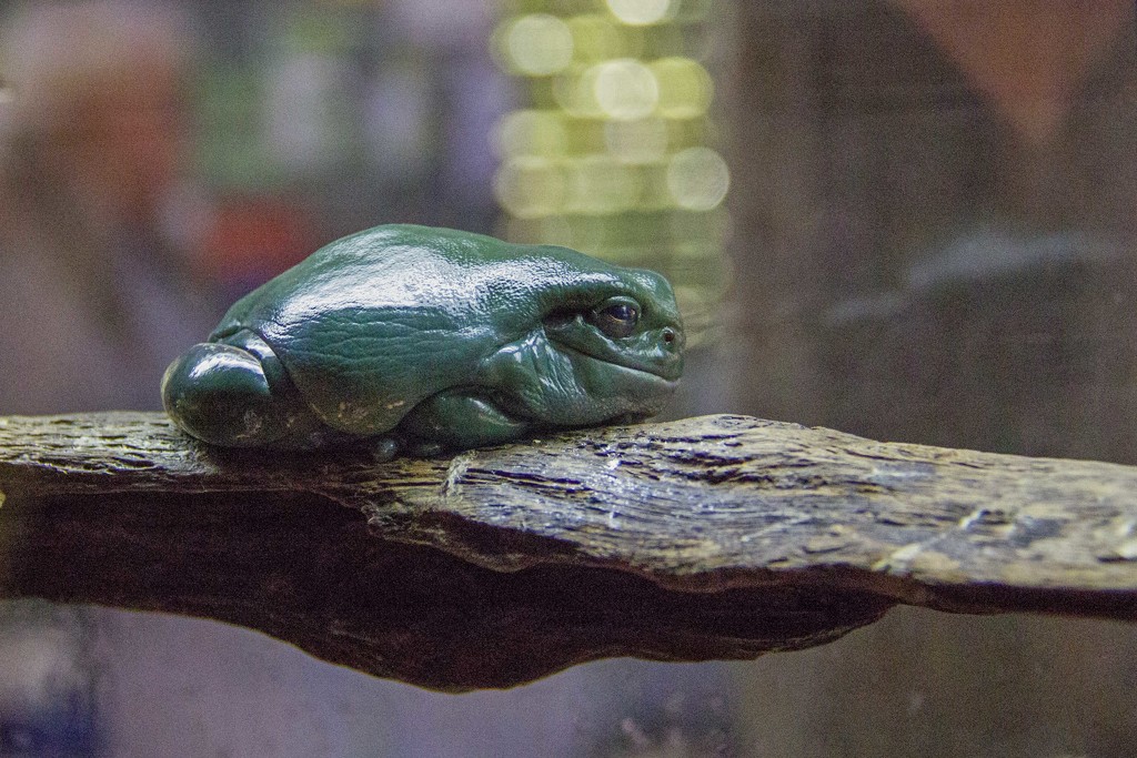 fat frog by corymbia