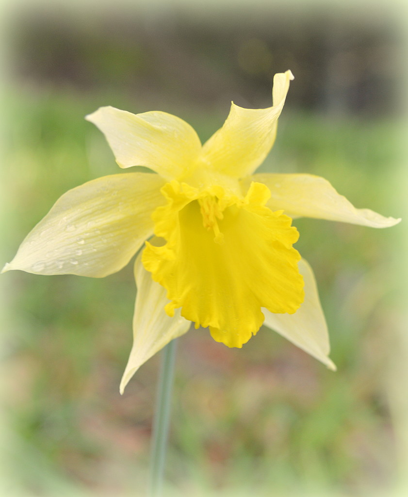 Daffodil by nickspicsnz