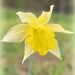 Daffodil by nickspicsnz