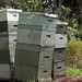 Beehives by kiwinanna