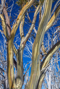 8th Aug 2015 - Snow Gum