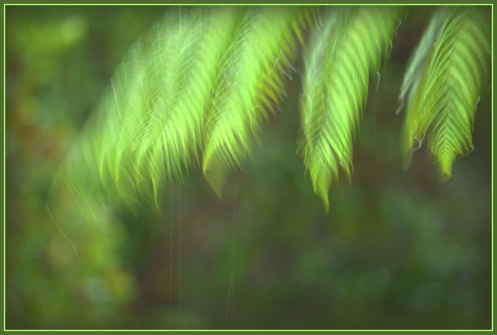 Fronds in the rain by dide