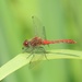 Dragonfly by bizziebeeme