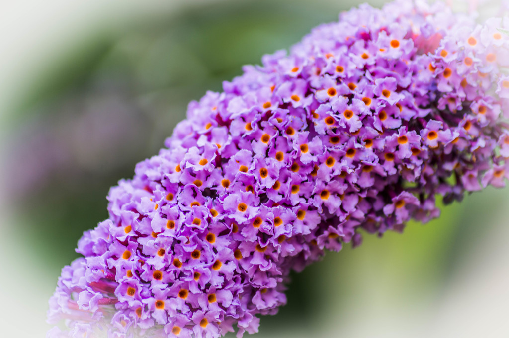 buddlea up close..... by susie1205