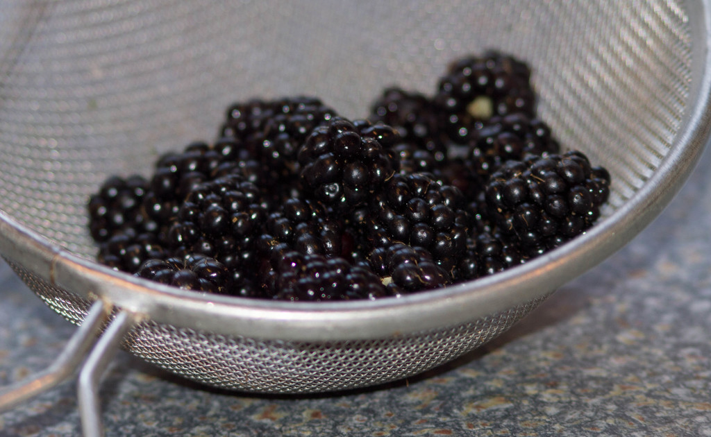 First wild blackberries........ by susie1205