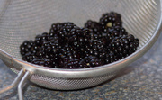 4th Aug 2015 - First wild blackberries........