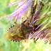 Hairy Shieldbug (Dolycoris baccarum) by julienne1