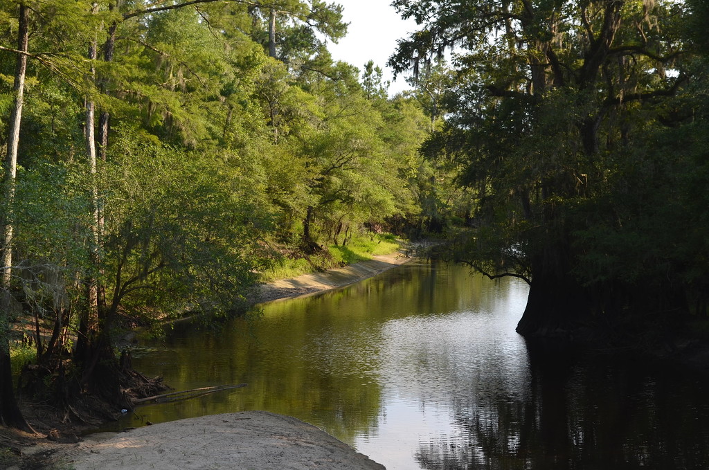 Main channel, Four Holes Swamp at summer low water stage, Dorchester County, SC by congaree