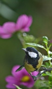 8th Aug 2015 - Great tit