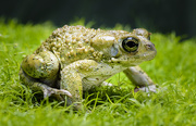4th Aug 2015 - Prince Charming: Anaxyrus speciosus or Texas Toad