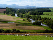 8th Aug 2015 - Looking down on the River Eden.