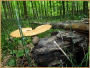8th Aug 2015 - Tree fungus.