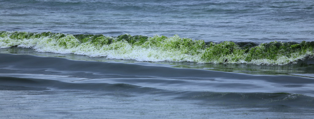 Green Waves by lifeat60degrees
