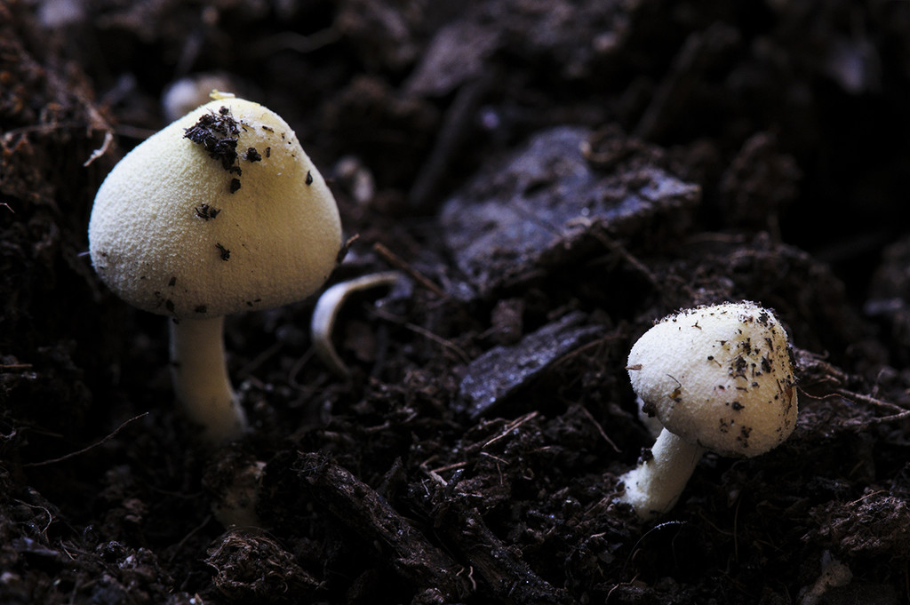 Mushrooms by jborrases