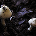 Mushrooms by jborrases