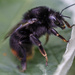 Black Bee by tonygig