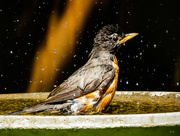 8th Aug 2015 - Please Keep That Birdbath Full