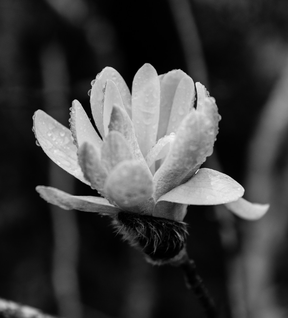 Winter magnolia  by brigette