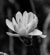 8th Aug 2015 - Winter magnolia 