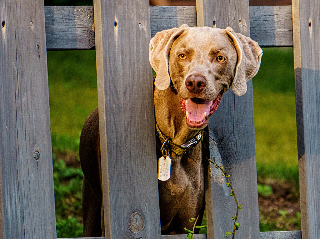 The Happy Greeter by tosee