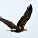 Bald Eagle by dianen