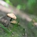 Mushroom by sarahlh