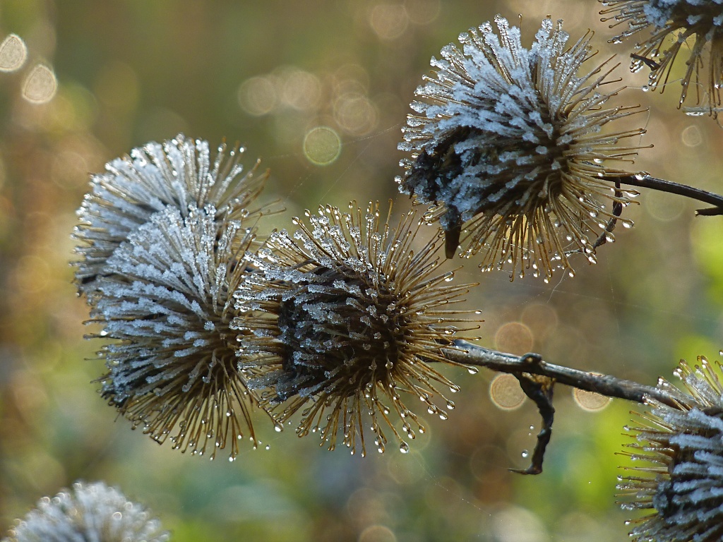 Nature's Christmas Baubles by helenmoss