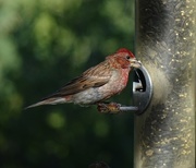 4th Aug 2015 - Cassin's Finch, New Mexico