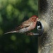 Cassin's Finch, New Mexico by annepann