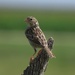 Grasshopper Sparrow, Oklahoma by annepann