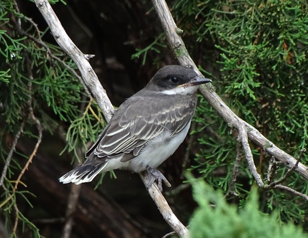 Young Eastern Kingbird, New Mexico by annepann
