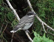 9th Aug 2015 - Young Eastern Kingbird, New Mexico