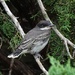 Young Eastern Kingbird, New Mexico by annepann