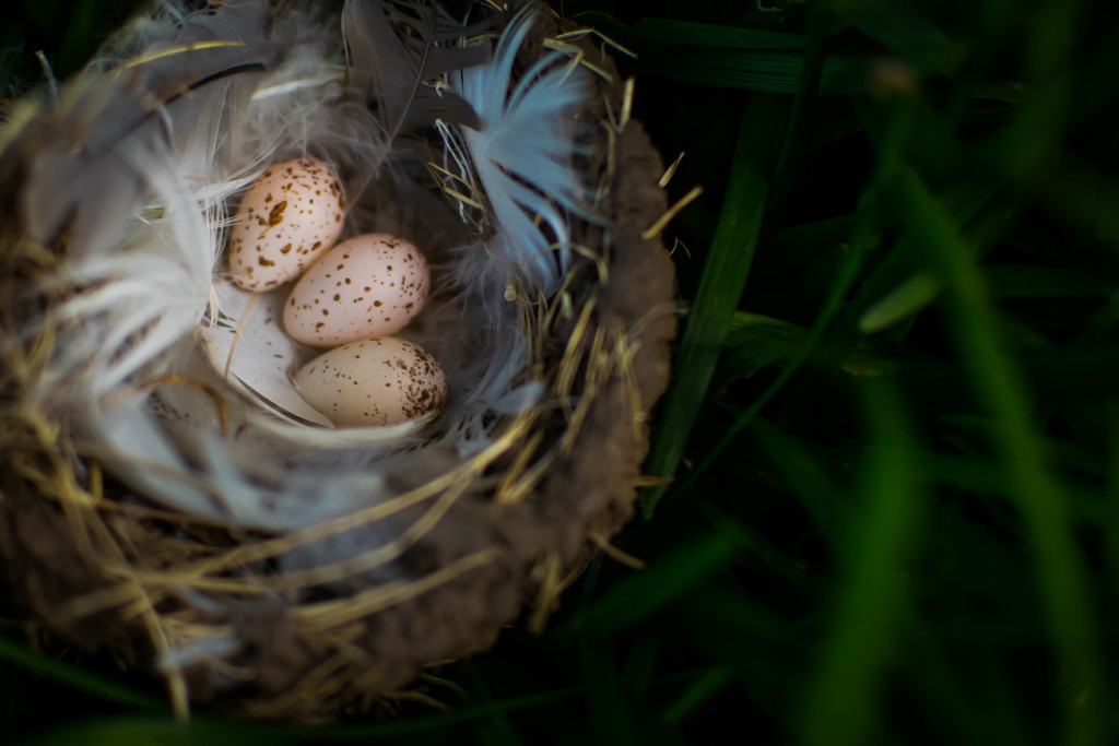 Three Speckled Eggs by ckwiseman