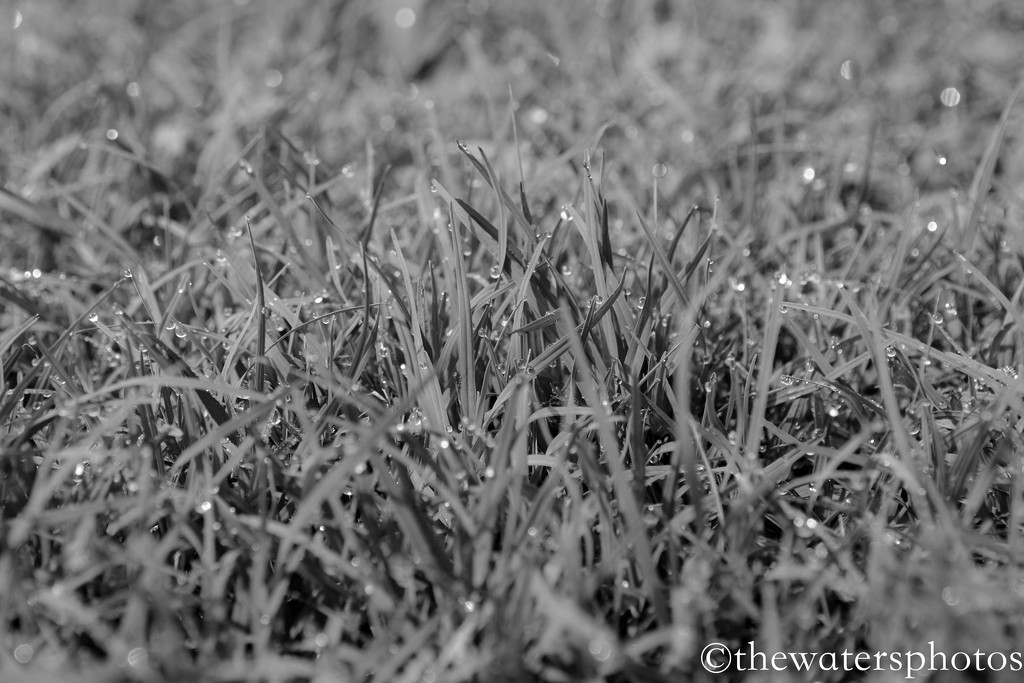 Grass...close up! by thewatersphotos