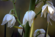 7th Aug 2015 - Yucca Blooms