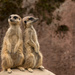Meerkats by leonbuys83