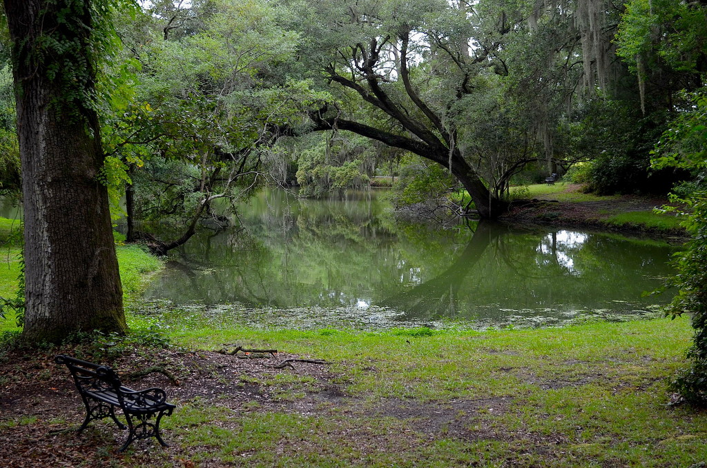 Peaceful scene by the lake, Charles Towne Landing State Historic Site, Charleston, SC by congaree