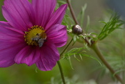 8th Aug 2015 - Bee in the Cosmos