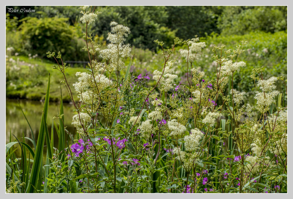 Wild Flowers 2 by pcoulson