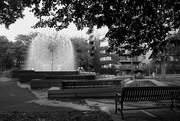 9th Aug 2015 - Dandelion Fountain