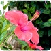 Hibiscus 🌺 From Rosie's Garden  by carolmw