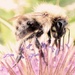 Carder bee by julienne1
