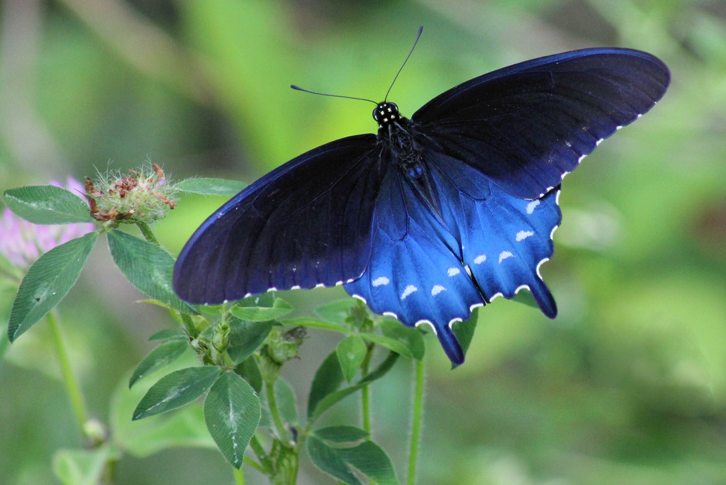 Pipevine Swallowtail by cjwhite