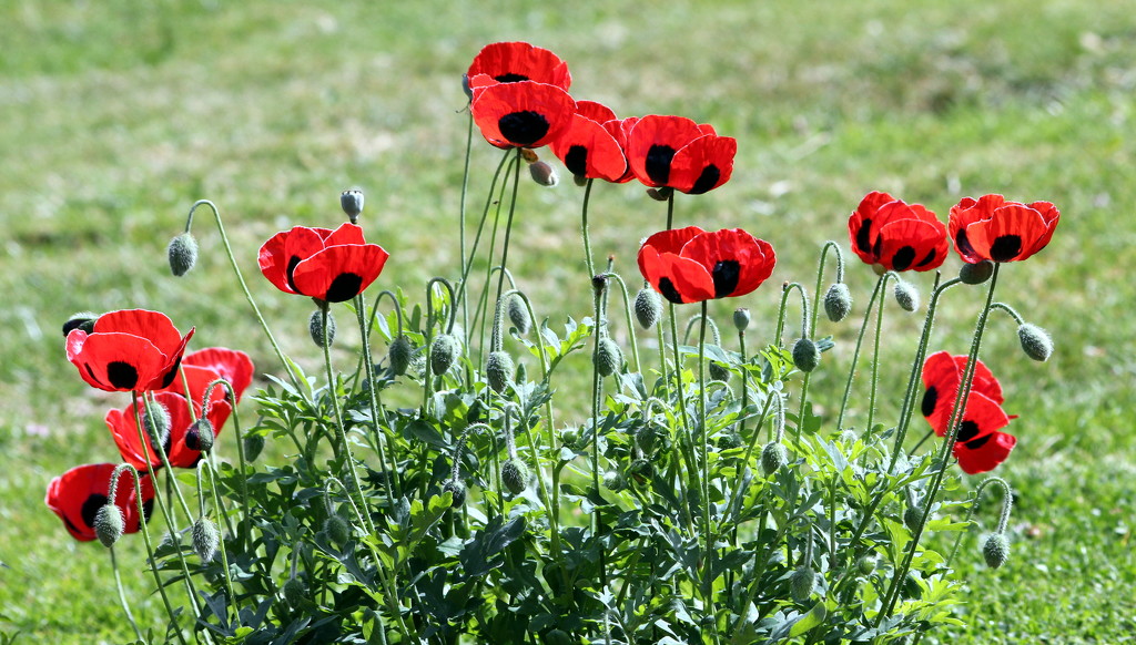 My Poppies by phil_howcroft
