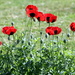 My Poppies by phil_howcroft