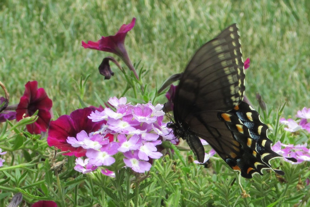 Butterfly and Verbena by tunia