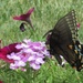 Butterfly and Verbena by tunia